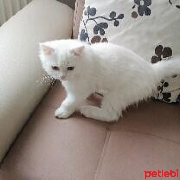 Scottish Fold, Kedi  Bulut fotoğrafı