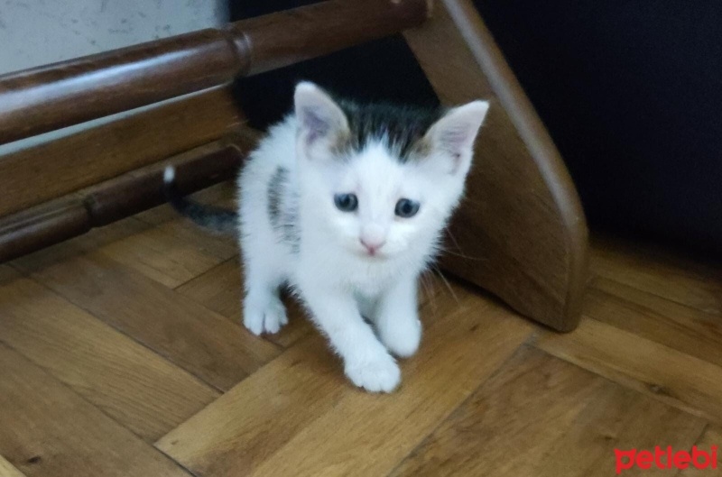 Tekir Kedi, Kedi  KÖPÜK fotoğrafı