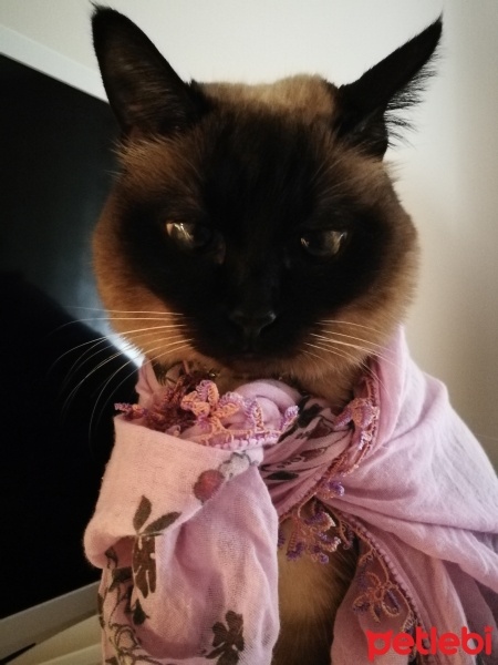 Siyam Kedisi, Kedi  Venüs fotoğrafı