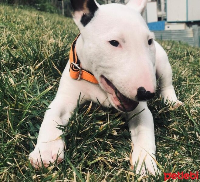 Bull Terrier, Köpek  Patron fotoğrafı