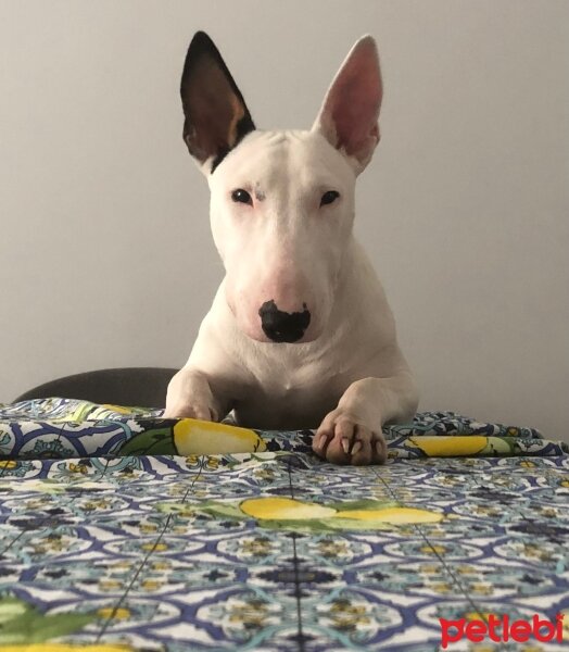 Bull Terrier, Köpek  Patron fotoğrafı