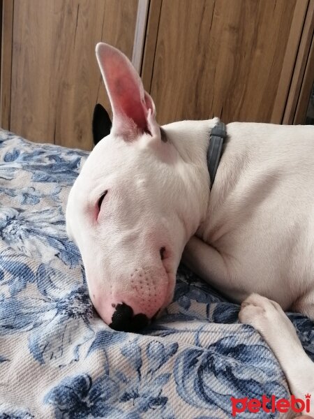 Bull Terrier, Köpek  Patron fotoğrafı