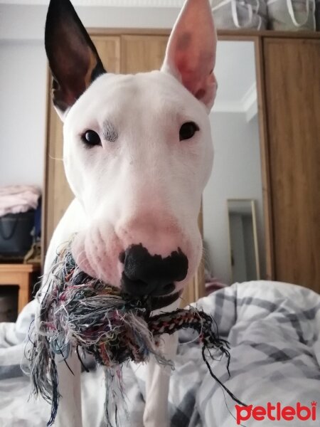 Bull Terrier, Köpek  Patron fotoğrafı