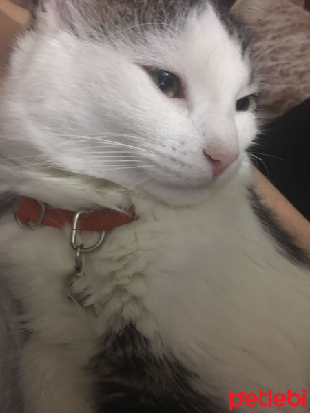 Tekir Kedi, Kedi  Maya fotoğrafı