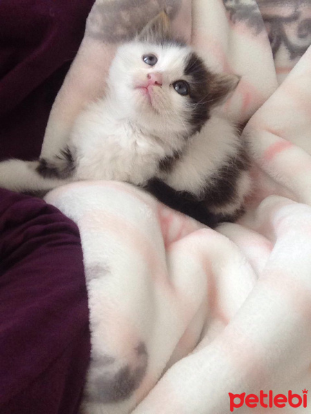 Tekir Kedi, Kedi  Maya fotoğrafı