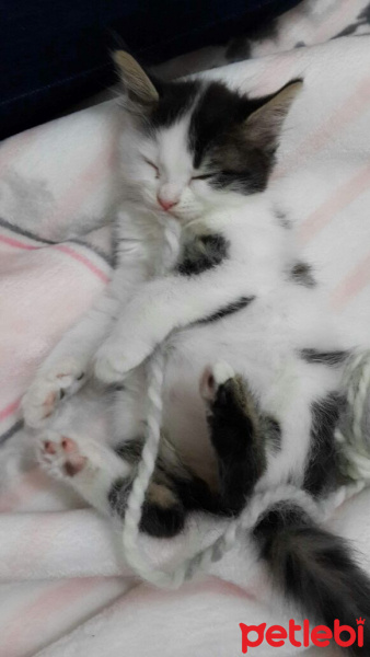 Tekir Kedi, Kedi  Maya fotoğrafı