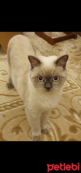 British Shorthair, Kedi  LİNDA fotoğrafı