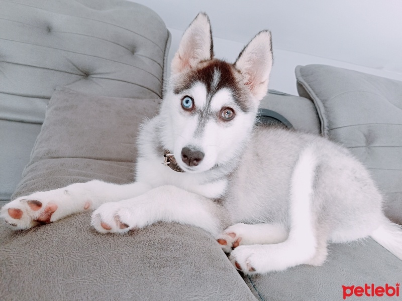 Sibirya Kurdu (Husky), Köpek  Lucky fotoğrafı