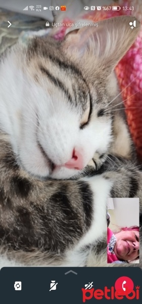 Tekir Kedi, Kedi  Gümüş fotoğrafı