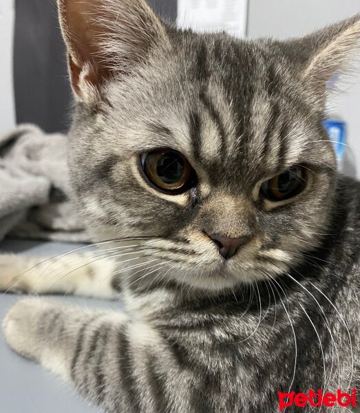 British Shorthair, Kedi  Mia fotoğrafı