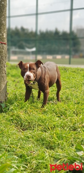 Amerikan Staffordshire Terrier, Köpek  Zeus fotoğrafı