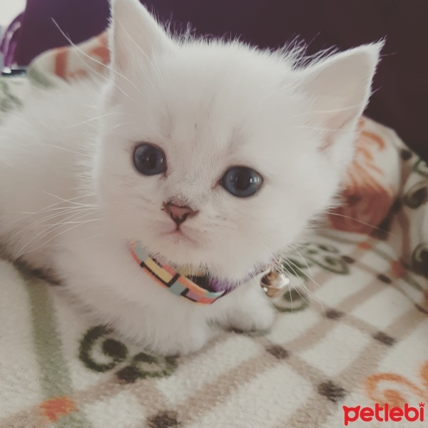 British Shorthair, Kedi  Venüs fotoğrafı