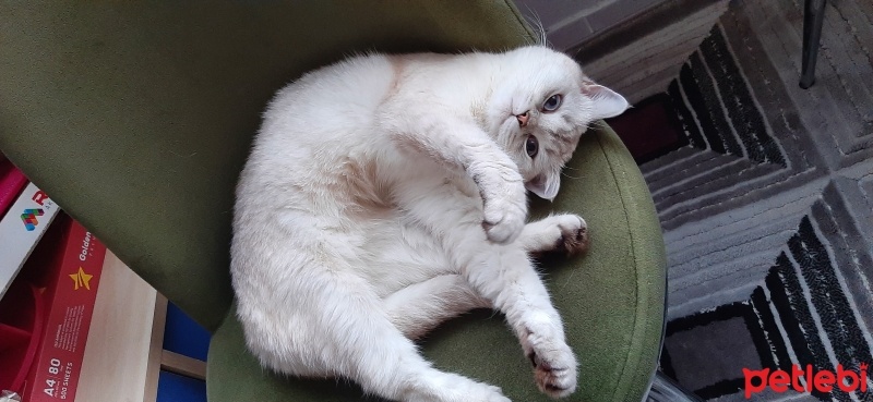 British Shorthair, Kedi  Venüs fotoğrafı