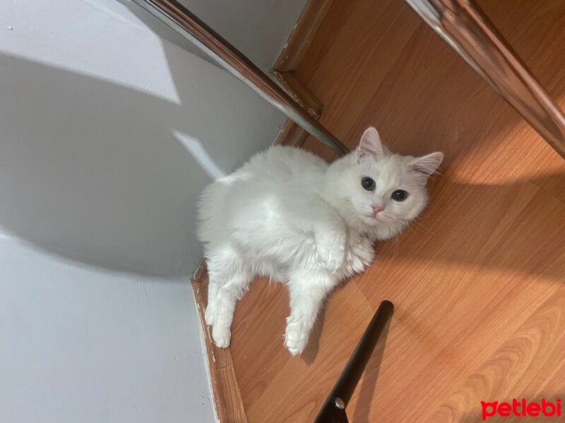 British Longhair, Kedi  Lina fotoğrafı