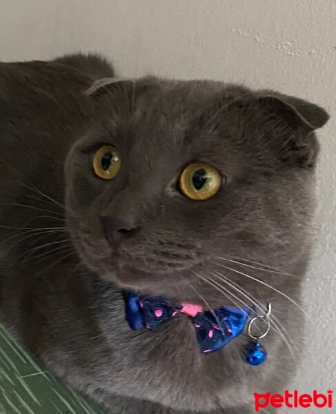 Scottish Fold, Kedi  Oscar fotoğrafı