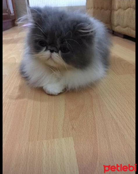 Chinchilla, Kedi  Tiki fotoğrafı