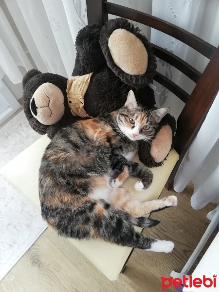 Tekir Kedi, Kedi  Şeker fotoğrafı