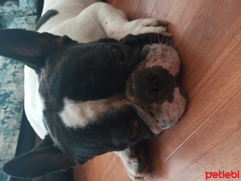 Fransız Bulldog, Köpek  Pablo karesıçan fotoğrafı