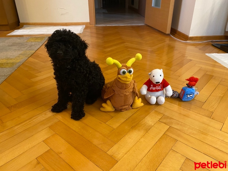 Poodle (Minyatür Kaniş), Köpek  Gypsy fotoğrafı