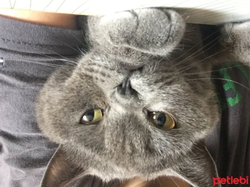 British Shorthair, Kedi  Amon fotoğrafı