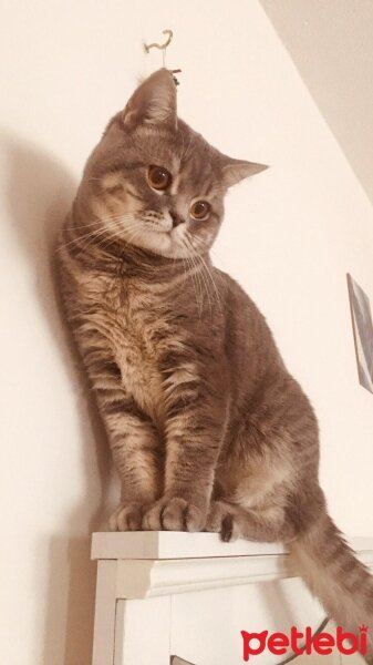 British Shorthair, Kedi  Yumak fotoğrafı