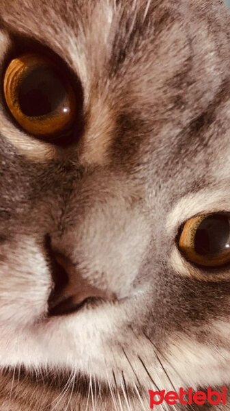 British Shorthair, Kedi  Yumak fotoğrafı