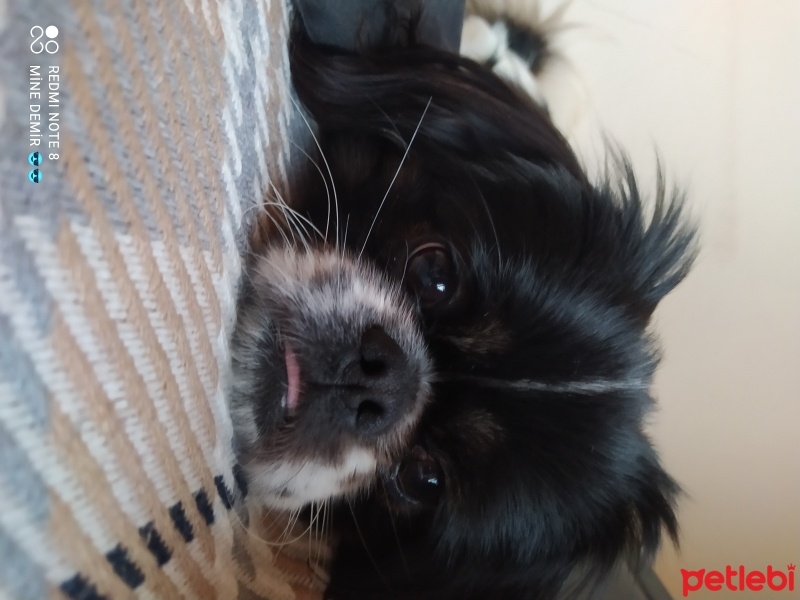 Pekingese, Köpek  Gizmo fotoğrafı
