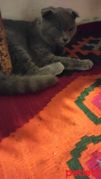 Scottish Fold, Kedi  Ciko fotoğrafı