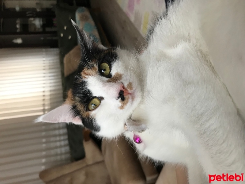 Tekir Kedi, Kedi  Mia fotoğrafı