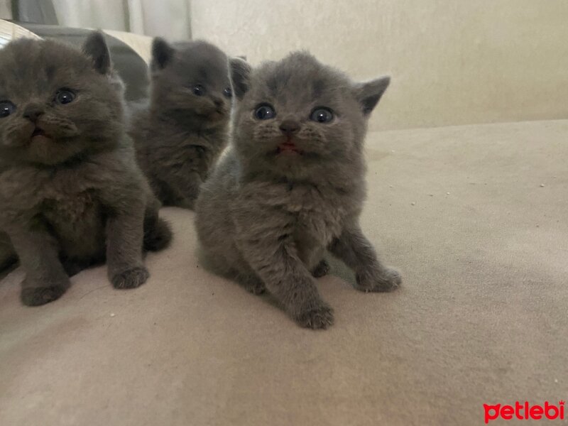 British Shorthair, Kedi  Baby fotoğrafı