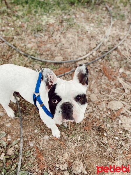 Fransız Bulldog, Köpek  Paşa fotoğrafı