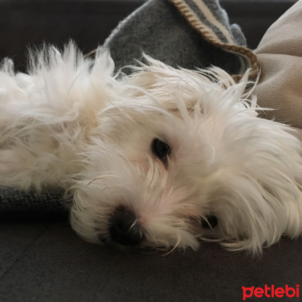 Maltese, Köpek  Luna fotoğrafı