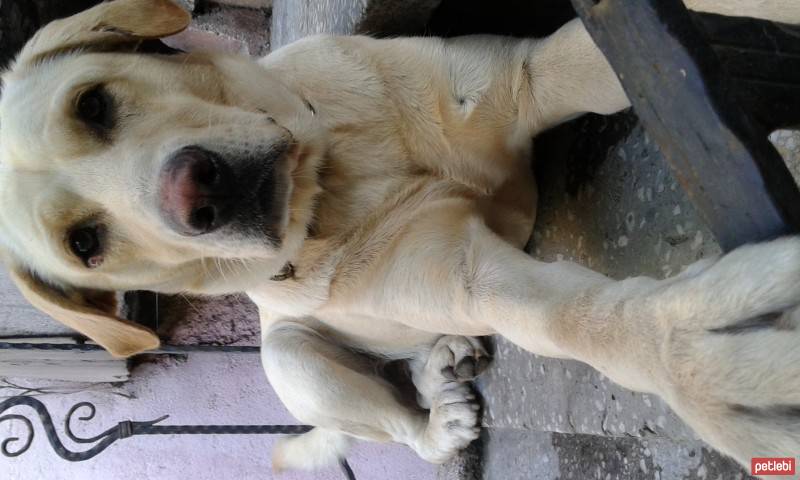 Labrador Retriever, Köpek  paşa fotoğrafı