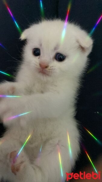 British Shorthair, Kedi  sahiplendirme yavru fotoğrafı