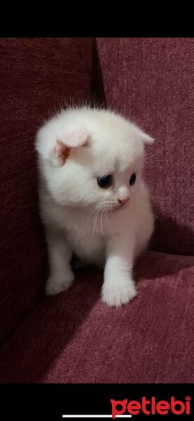 British Shorthair, Kedi  sahiplendirme yavru fotoğrafı