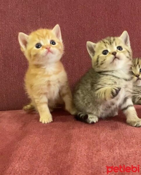 British Shorthair, Kedi  sahiplendirme yavru fotoğrafı