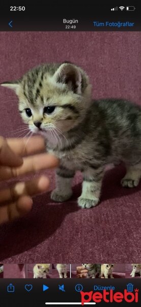 British Shorthair, Kedi  sahiplendirme yavru fotoğrafı