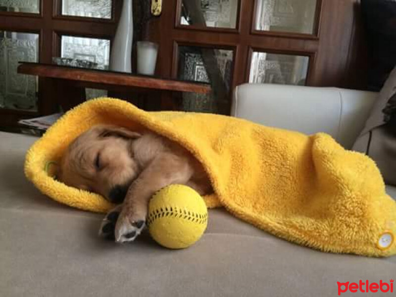 Golden Retriever, Köpek  Lilo fotoğrafı