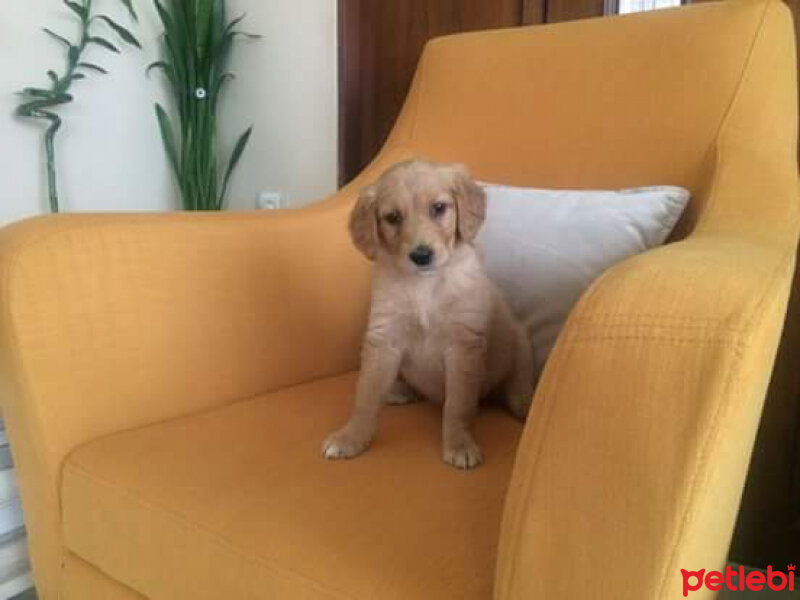 Golden Retriever, Köpek  Lilo fotoğrafı