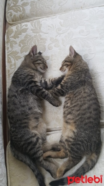 Tekir Kedi, Kedi  Zeytin - fındık fotoğrafı