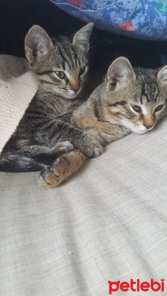 Tekir Kedi, Kedi  Zeytin - fındık fotoğrafı
