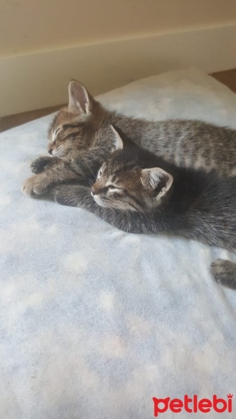 Tekir Kedi, Kedi  Zeytin - fındık fotoğrafı