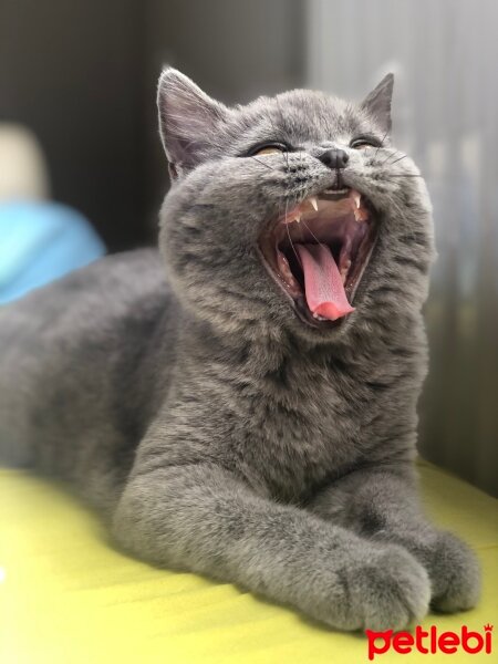 British Shorthair, Kedi  Gomis fotoğrafı