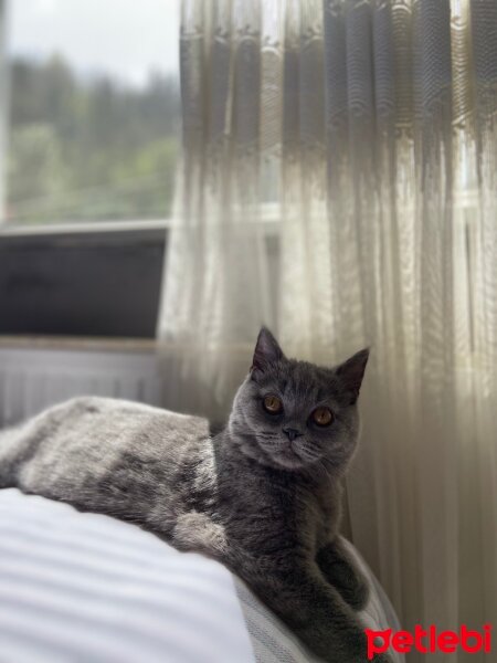 British Shorthair, Kedi  Gomis fotoğrafı