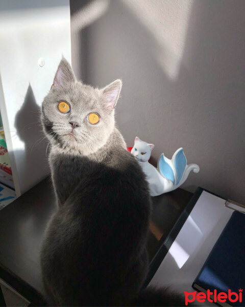 British Shorthair, Kedi  Gomis fotoğrafı