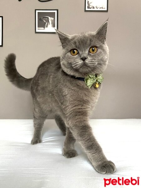 British Shorthair, Kedi  Gomis fotoğrafı