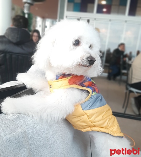 Maltese, Köpek  Mimi fotoğrafı
