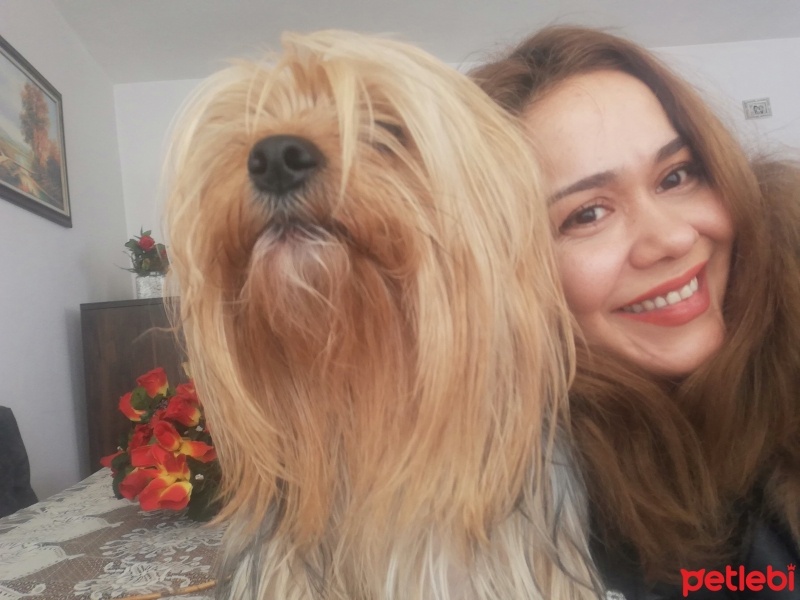 Yorkshire Terrier, Köpek  Tarçın fotoğrafı