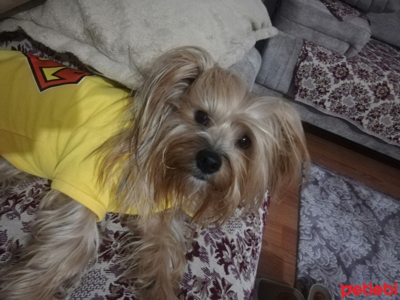 Yorkshire Terrier, Köpek  Tarçın fotoğrafı