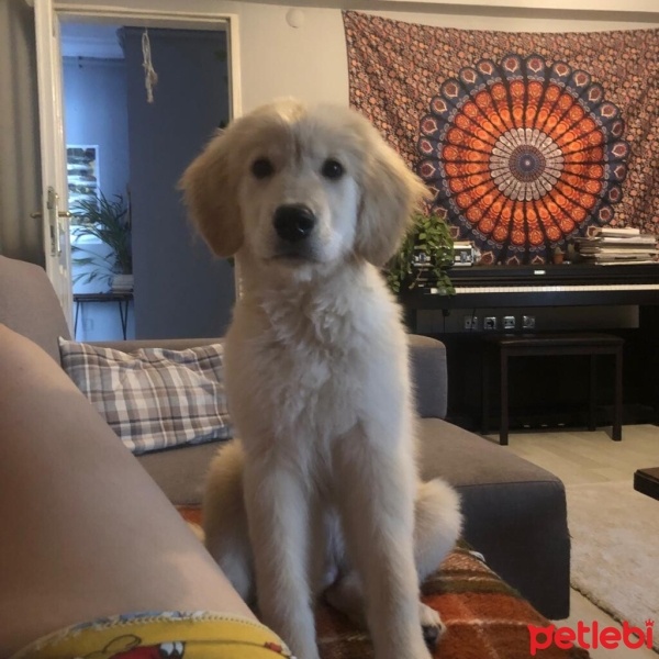 Golden Retriever, Köpek  Gofret fotoğrafı